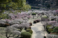薬師池公園【梅園の眺め】③20250310
