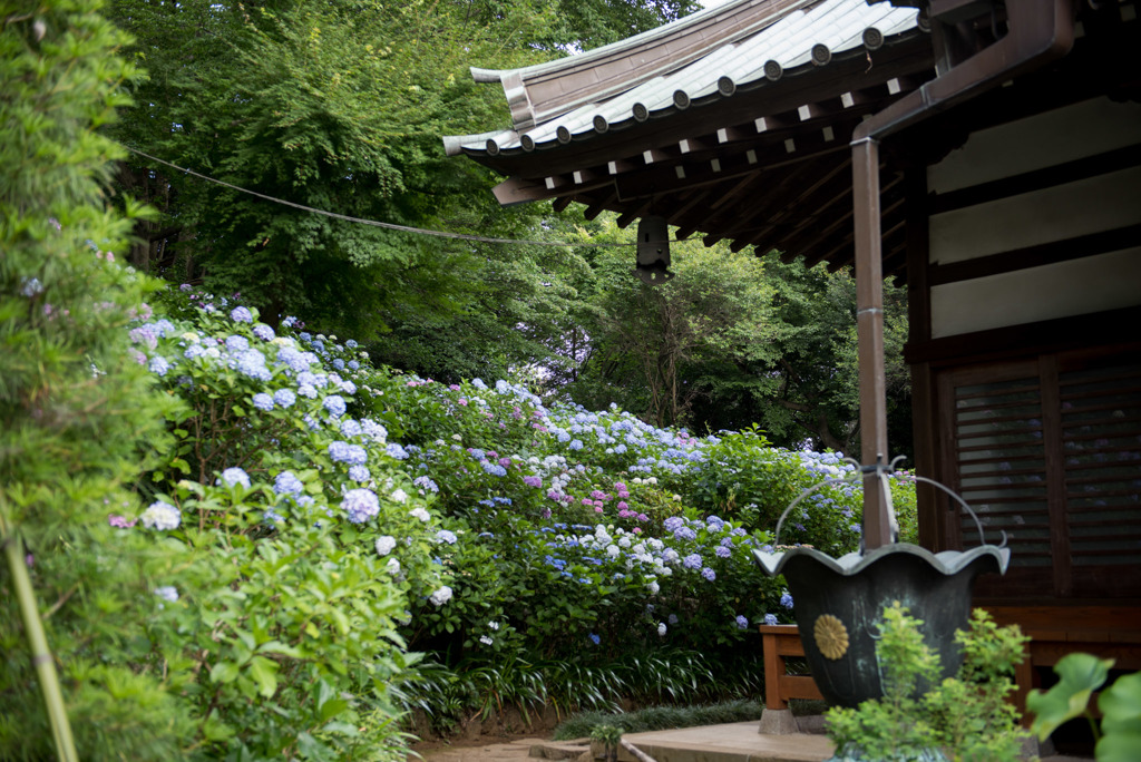 妙楽寺【境内左側の紫陽花の群生】③20190622