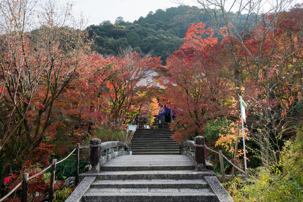 京都の紅葉【永観堂：極楽橋付近】①20201126