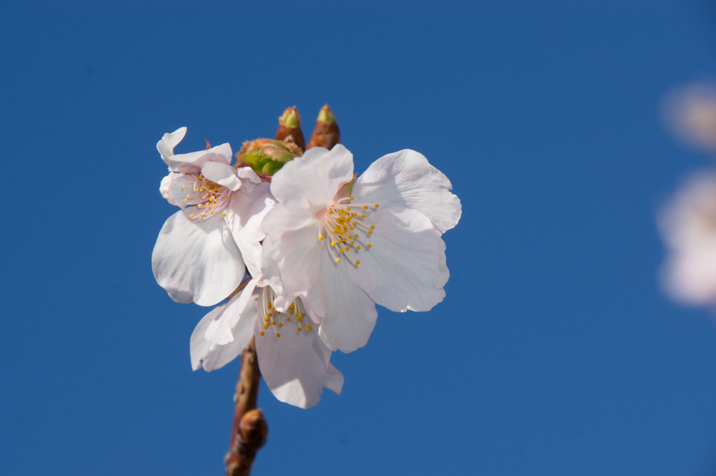 大船植物園【入口そばの玉縄桜】④20170219