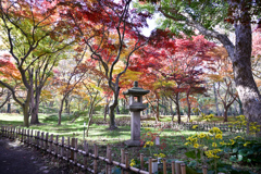 神代植物公園【かえで園(内部)】②20241203