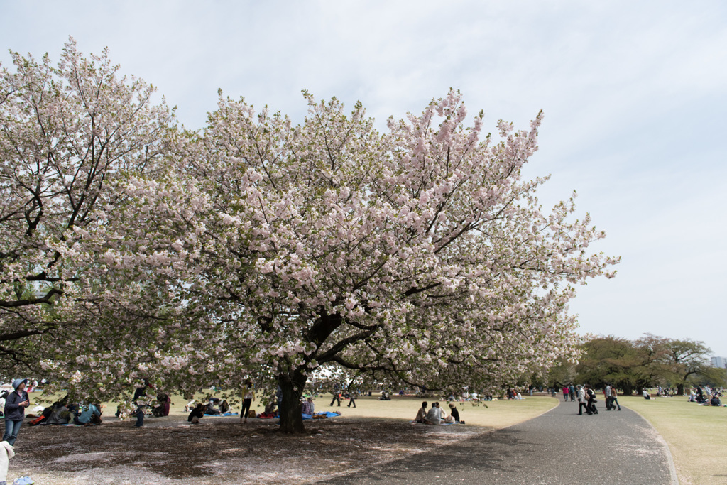 【新宿御苑(桜：一葉)】①20150418