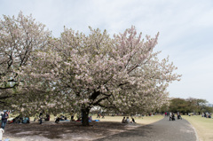 【新宿御苑(桜：一葉)】①20150418