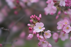 神代植物公園【桜：神代曙】⑤20190323