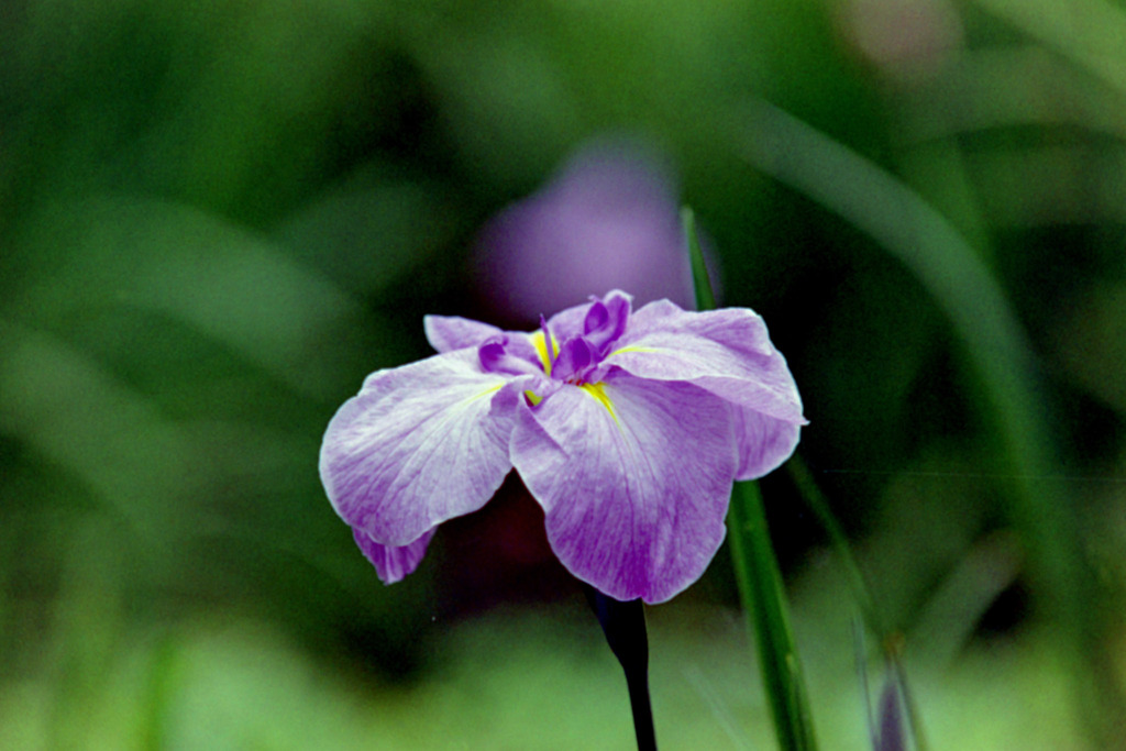 薬師池公園【花菖蒲(薄紫系)】③20200531