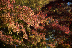 昭和記念公園【日本庭園：紅葉のアップ】③20211106