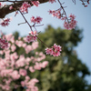 大船フラワーセンター【桜：おかめ】20230308