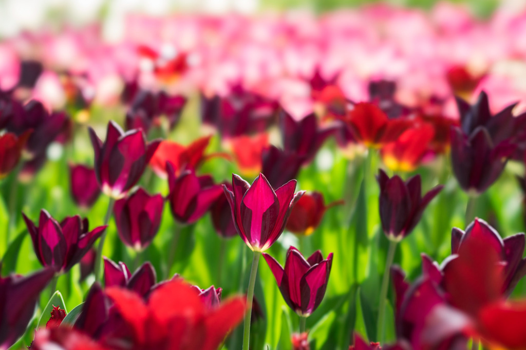 渓流広場【チューリップ：ハブラン】①20180408