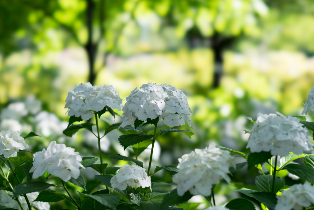 相模原北公園【紫陽花： インマクラータ】④20190616