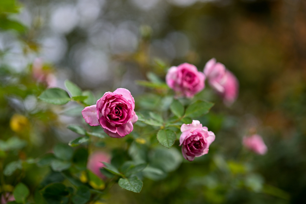 大船フラワーセンター【秋パラ：コティリオン】20251102