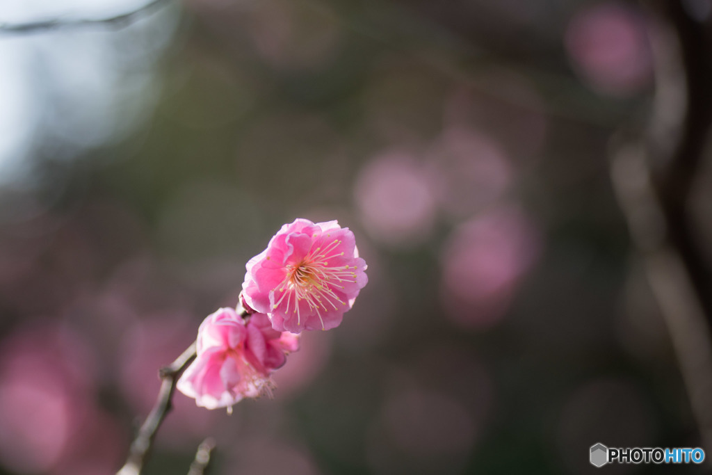 【大船植物園(八重寒紅)】①20160206