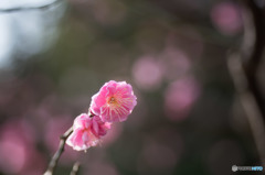 【大船植物園(八重寒紅)】①20160206