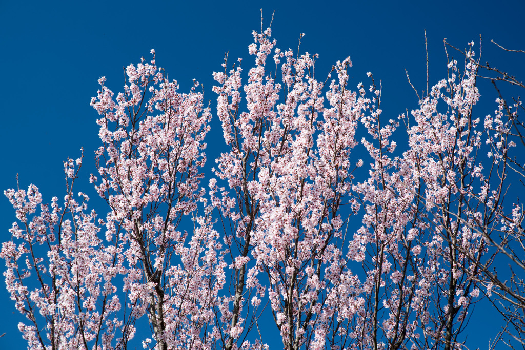 花菜ガーデン【桜：啓翁桜】①20210314