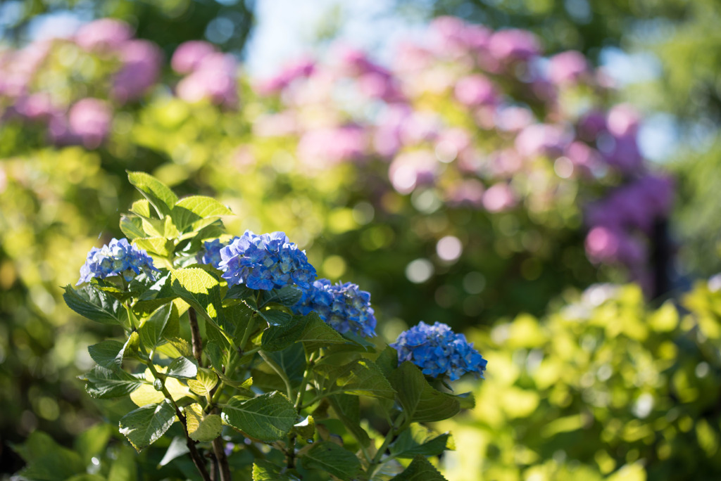相模原北公園【紫陽花： マリンブルー】③20190616