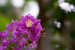 大船FC【サルスベリ：紫系】①20200808