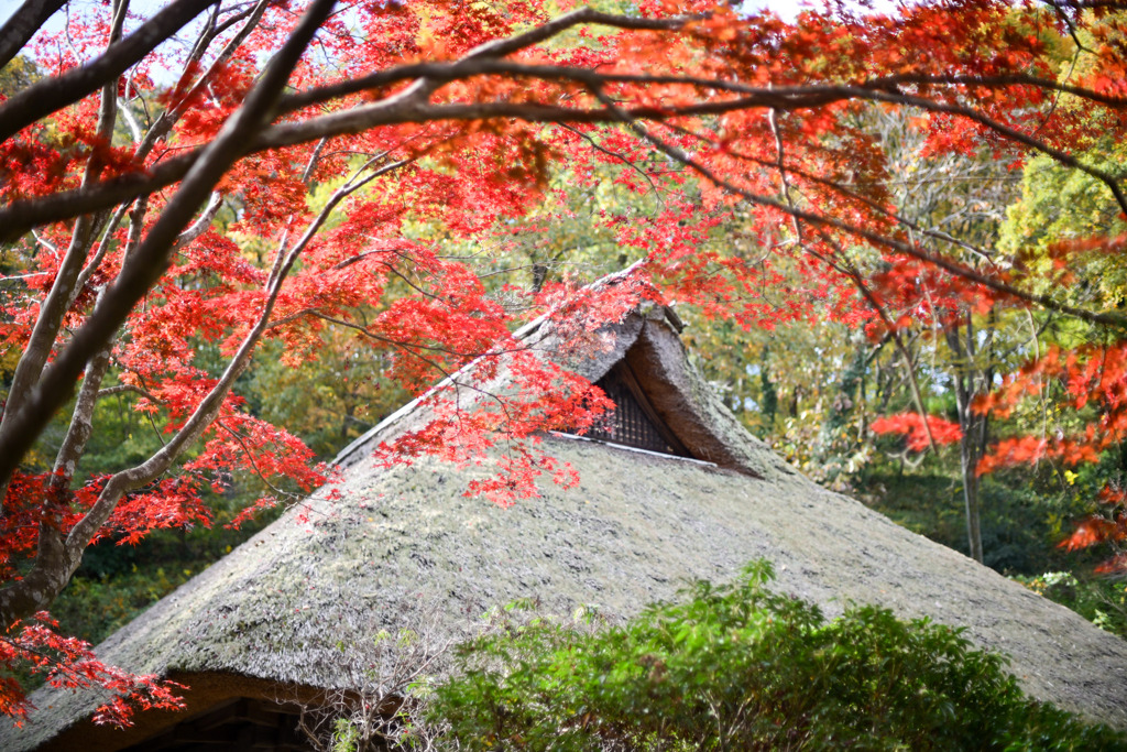 薬師池公園【旧荻野家と紅葉】②20251119