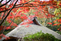 薬師池公園【旧荻野家と紅葉】②20251119