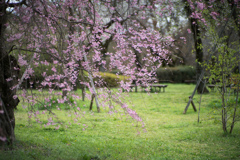 神代植物公園【八重紅枝垂れ桜の近景】③20230327
