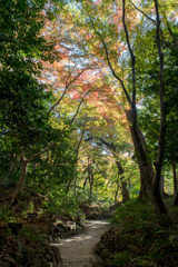 小石川後楽園【小廬山の紅葉】20191130