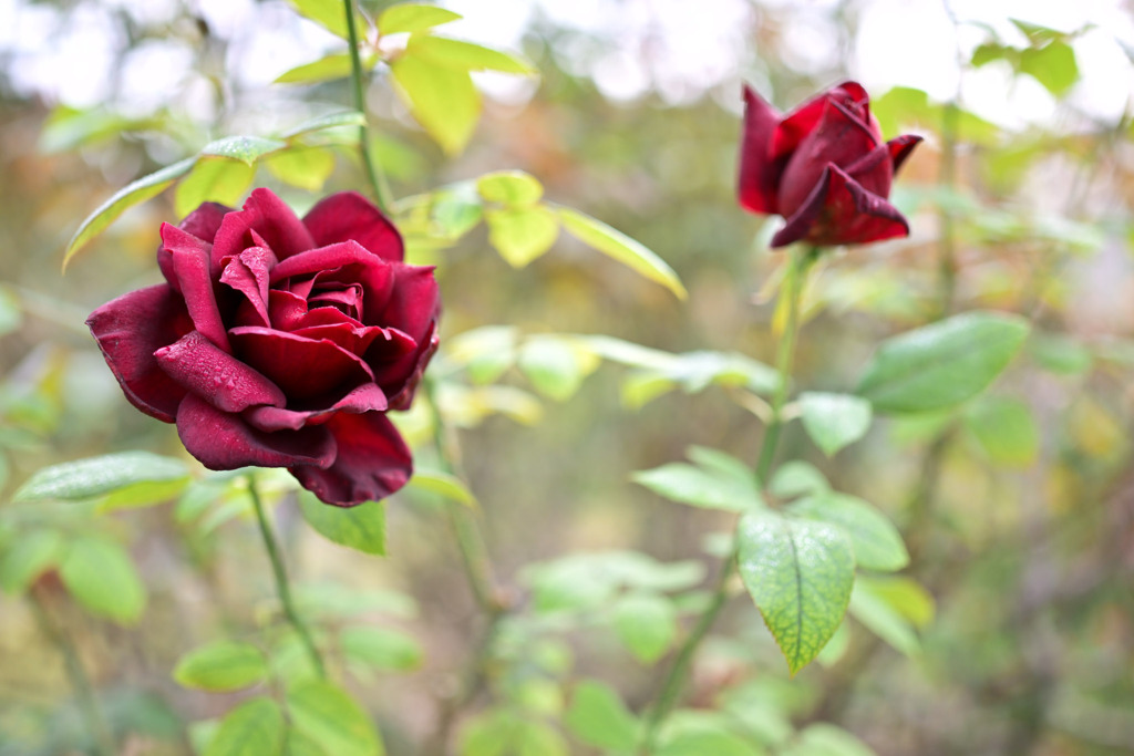 大船フラワーセンター【秋パラ：オクラホマ】20251102