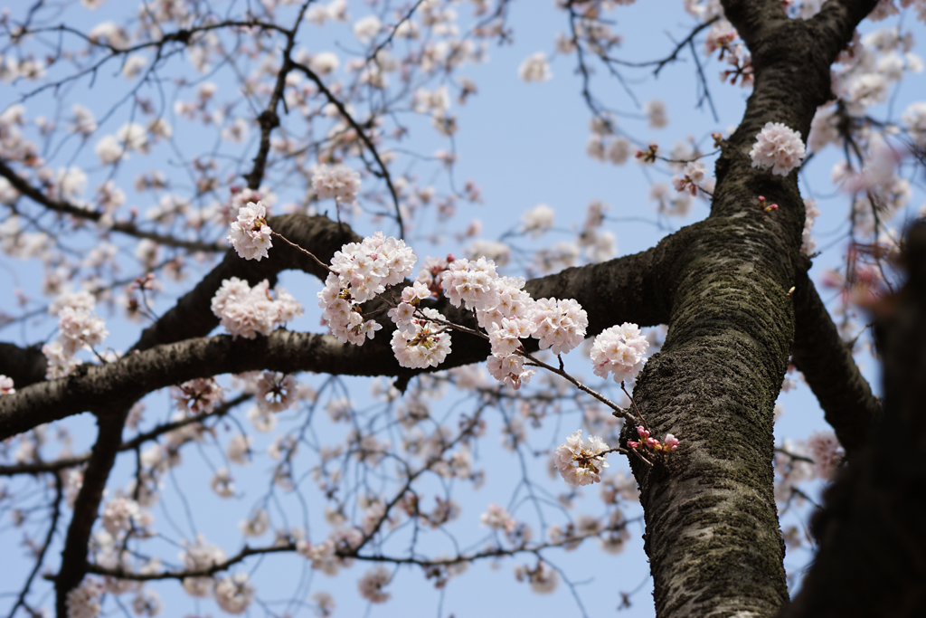新宿御苑【桜：染井吉野】②20170325