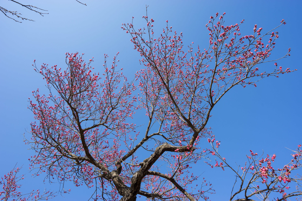小田原フラワーガーデン【梅：八重寒紅】①20180127