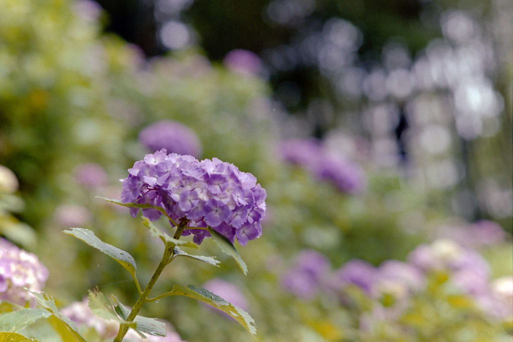 正覚寺【紫陽花】⑥20190608