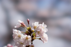 新宿御苑【桜：染井吉野】⑧20170402