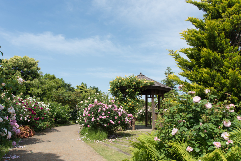 花菜ガーデン【バラ園の景色】③20180506