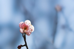 神代植物公園【梅：森の関】①20190126
