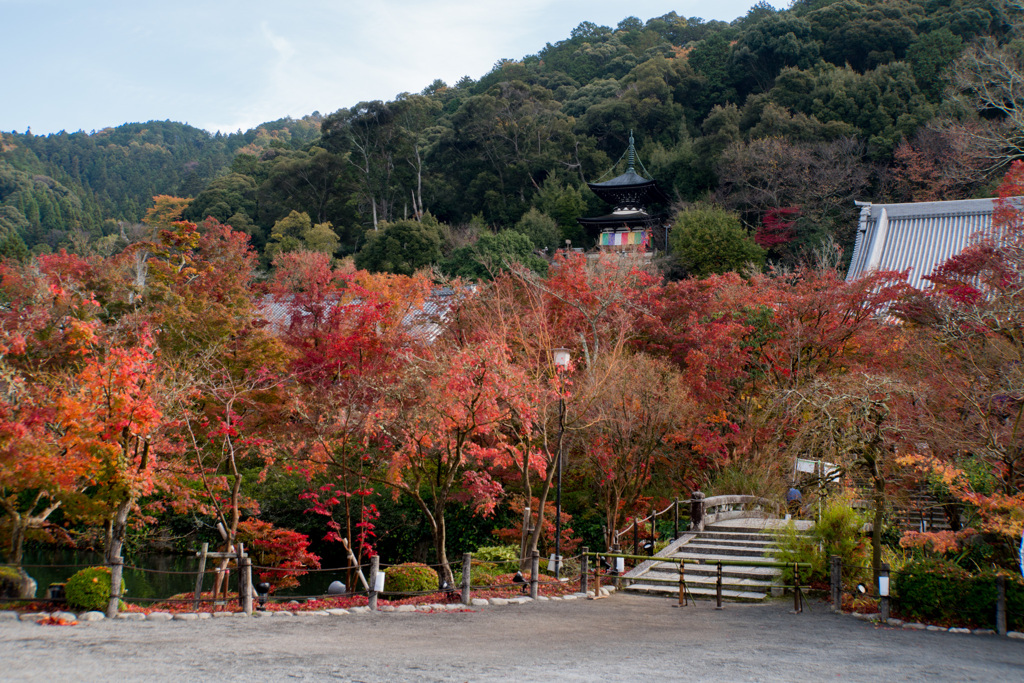 京都の紅葉【永観堂：多宝塔付近】②20201126