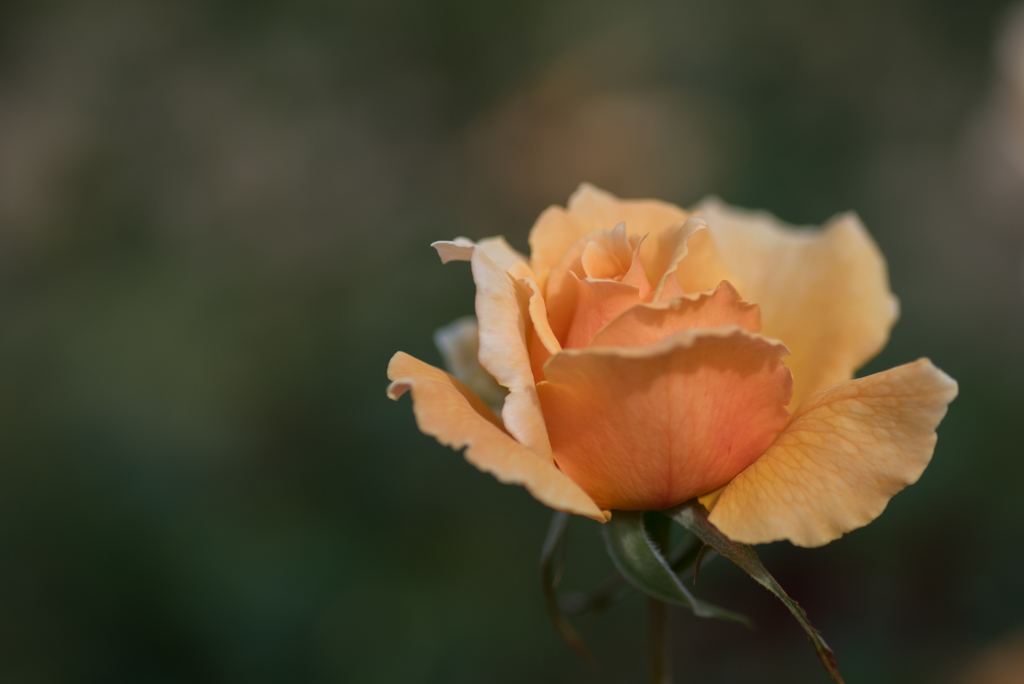 【生田緑地ばら苑(薔薇：ジャスト・ジョイ)】20161016