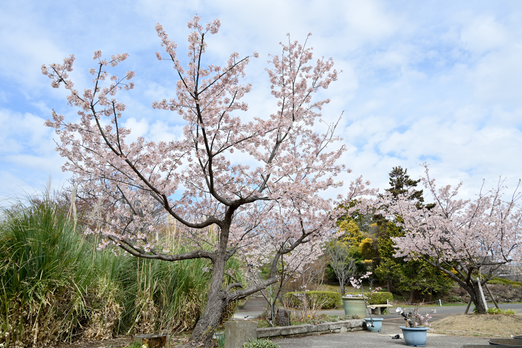 大船フラワーセンター【玉縄桜広場】②20240302