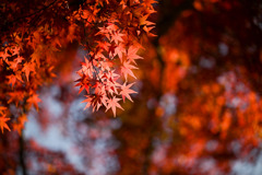 昭和記念公園【自転車道沿いの紅葉：モミジ】③20251117