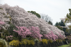昭和記念公園【残堀川沿いの桜の様子】①20220402