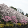 昭和記念公園【残堀川沿いの桜の様子】①20220402