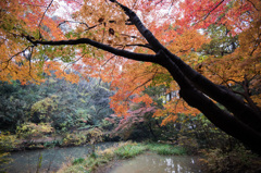 【生田緑地：紅葉の様子】①20141130