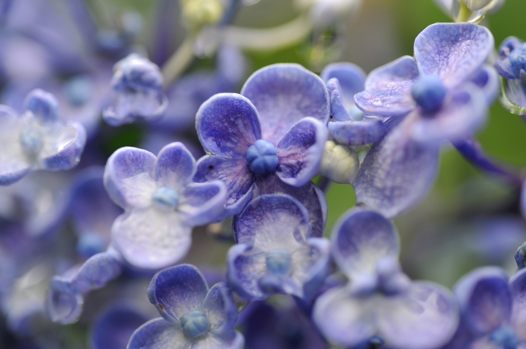 【アジサイ】20130616