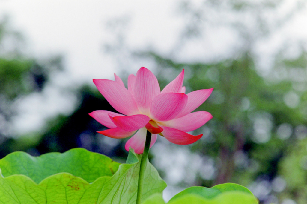 大船フラワーセンター【蓮の花：即非蓮】20200705