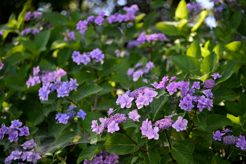花菜ガーデン【槿花の小径：額紫陽花】①20250622