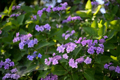 花菜ガーデン【槿花の小径：額紫陽花】①20250622