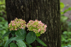 神代植物公園【紫陽花：紅でまり】20190728