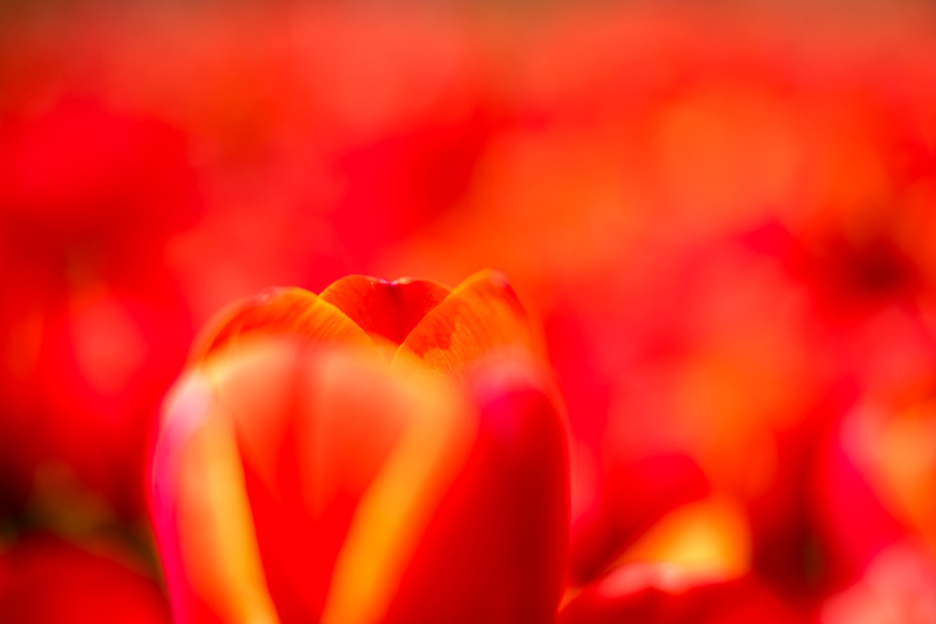 春の花菜ガーデン【チューリップ： 橙黄】③20200403