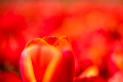 春の花菜ガーデン【チューリップ： 橙黄】③20200403