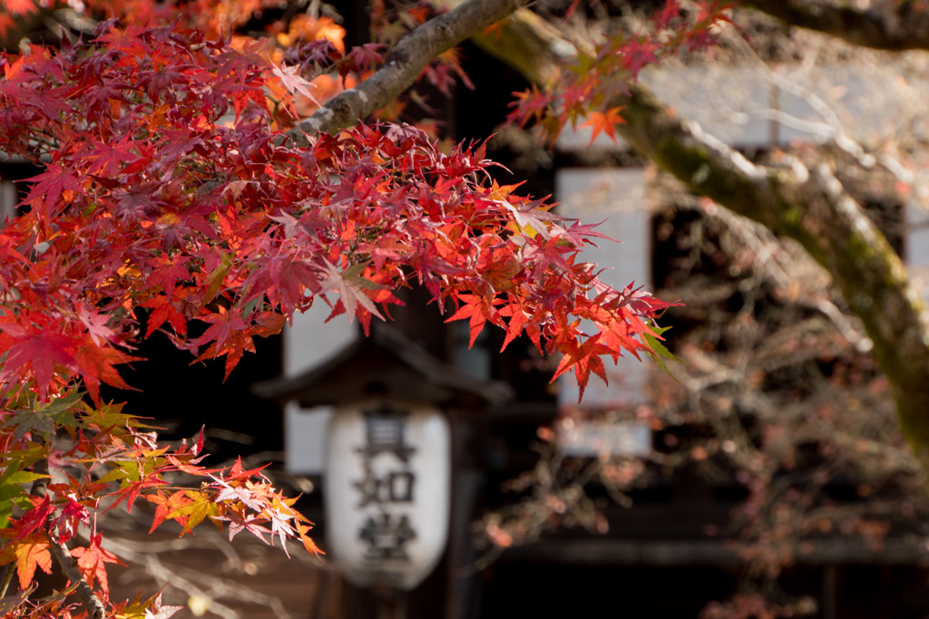 京都の紅葉【真正極楽寺 (真如堂)】④20201126