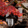 京都の紅葉【真正極楽寺 (真如堂)】④20201126