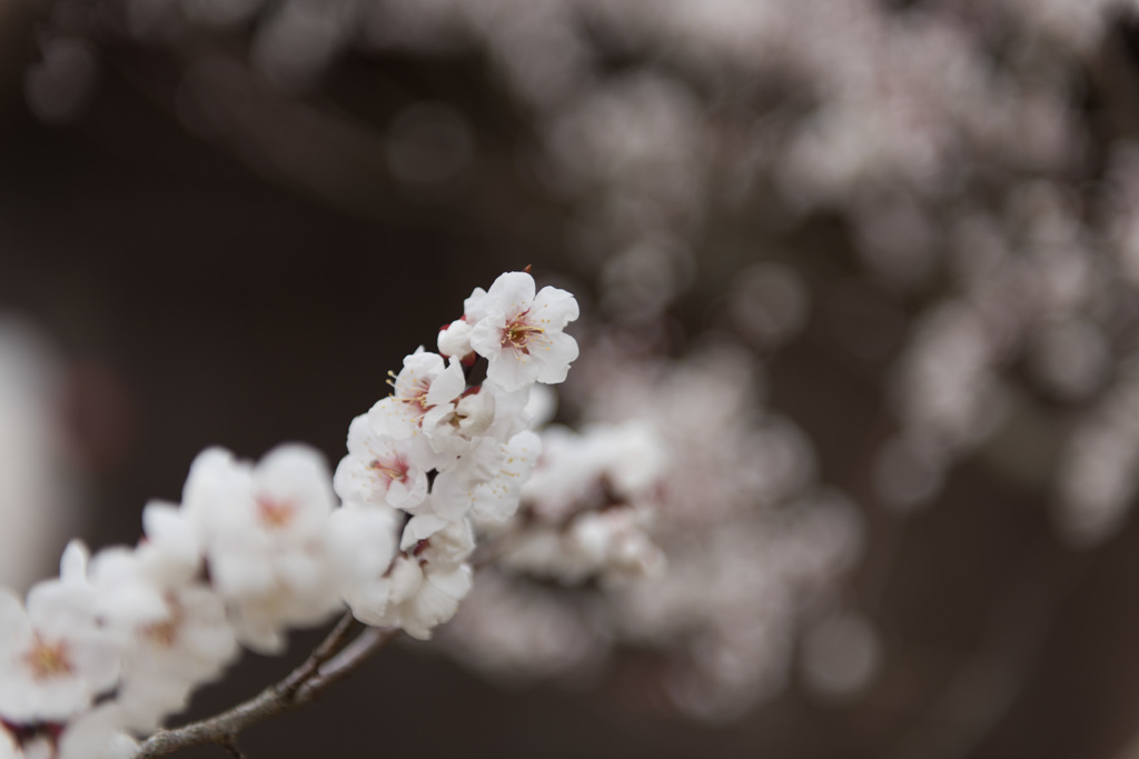 【小田原フラワーガーデン(谷の海)】②20150314