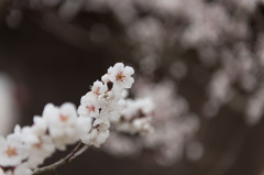 【小田原フラワーガーデン(谷の海)】②20150314