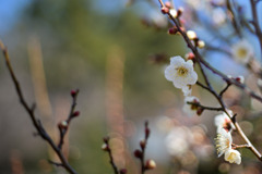 大倉山公園梅林【梅の花：白加賀】②20260206