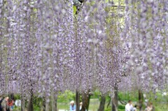 【薬師池公園の藤】③20140503